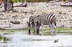 Steppenzebras