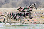 2 Steppenzebras