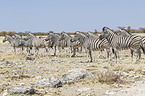 Steppenzebras