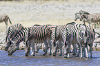 Steppenzebras