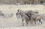 Steppenzebras