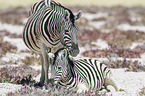 2 Steppenzebras