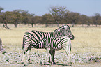 2 Steppenzebras