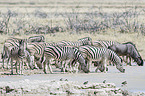 Steppenzebras