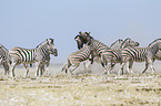 Steppenzebras