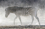 Steppenzebra