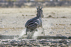 Steppenzebra