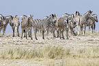 Steppenzebras