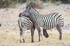 2 Steppenzebras