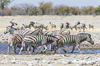 Steppenzebras