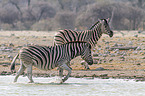 2 Steppenzebras