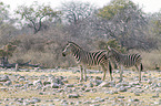 2 Steppenzebras