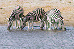 Steppenzebras