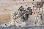 Steppenzebras