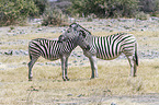 2 Steppenzebras