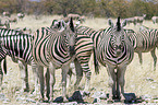 Steppenzebras