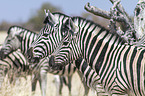 Steppenzebras