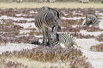 2 Steppenzebras