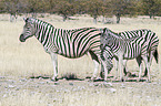 Steppenzebras