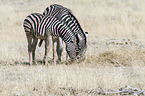 2 Steppenzebras