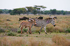 Steppenzebras