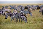 Steppenzebras