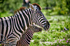 Steppenzebras