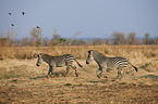 Steppenzebras