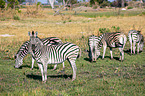 Steppenzebras