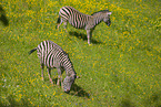 Steppenzebras