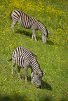 Steppenzebras