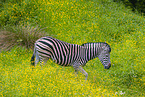 Steppenzebra