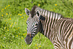 Steppenzebra