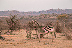 Steppenzebra