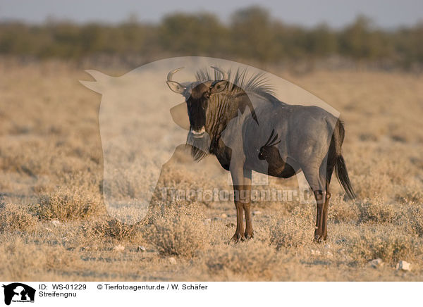 Streifengnu / WS-01229