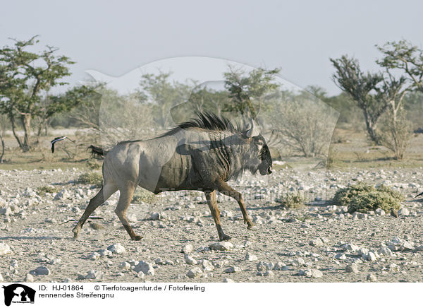rennendes Streifengnu / running blue wildebeest / HJ-01864