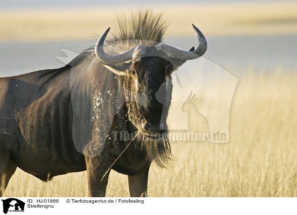 Streifengnu / blue wildebeest / HJ-01866