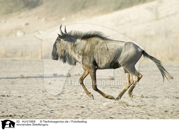 rennendes Streifengnu / running blue wildebeests / HJ-01868