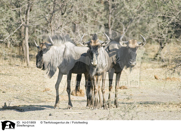 Streifengnus / blue wildebeests / HJ-01869