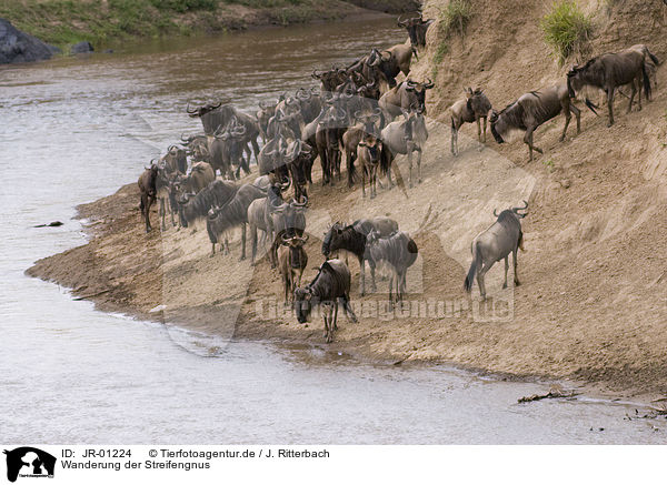 Wanderung der Streifengnus / migration of blue wildebeest / JR-01224