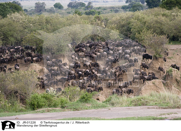 Wanderung der Streifengnus / migration of blue wildebeest / JR-01226