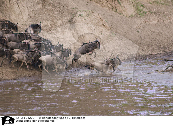 Wanderung der Streifengnus / migration of blue wildebeest / JR-01229