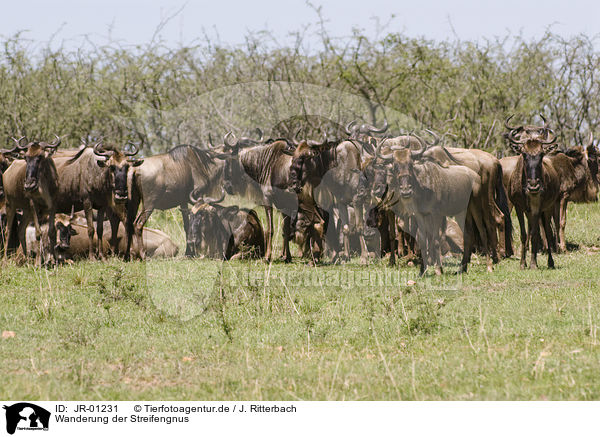 Wanderung der Streifengnus / migration of blue wildebeest / JR-01231