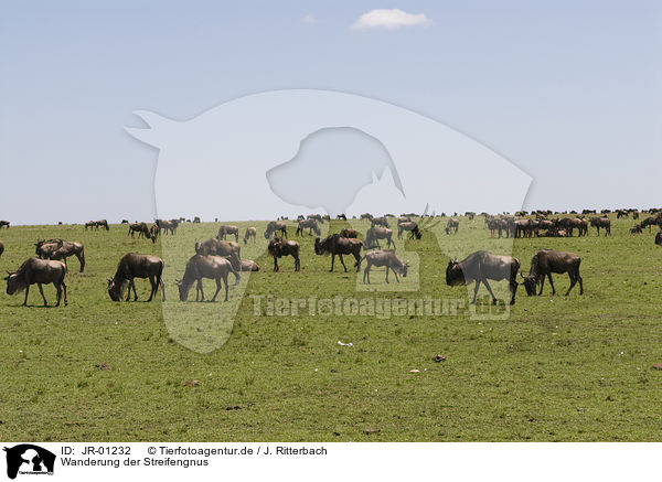 Wanderung der Streifengnus / migration of blue wildebeest / JR-01232