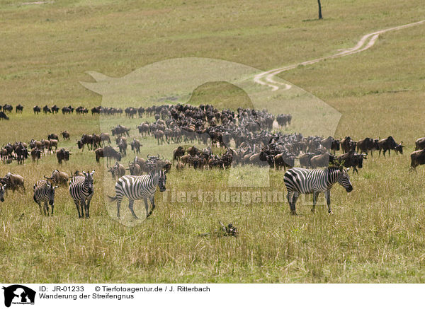 Wanderung der Streifengnus / migration of blue wildebeest / JR-01233