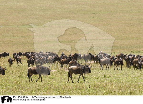 Wanderung der Streifengnus / migration of blue wildebeest / JR-01234