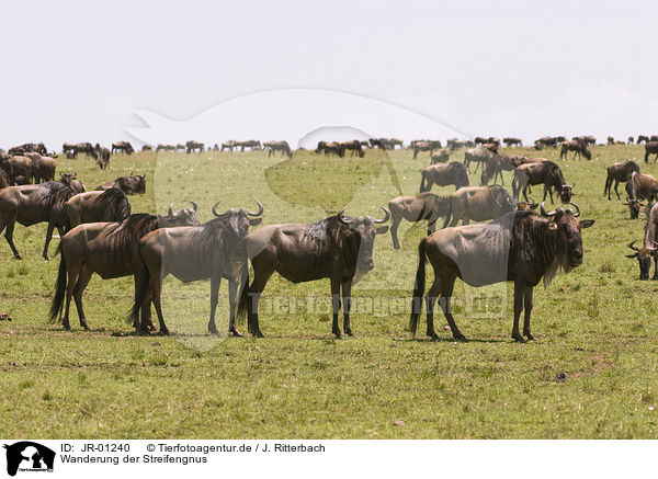 Wanderung der Streifengnus / migration of blue wildebeest / JR-01240
