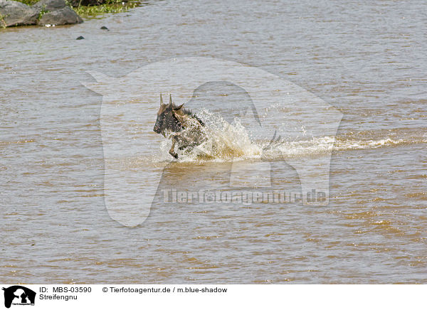 Streifengnu / blue wildebeest / MBS-03590