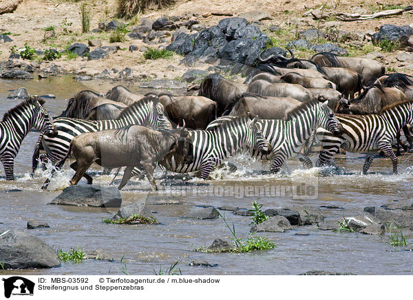 Streifengnus und Steppenzebras / MBS-03592