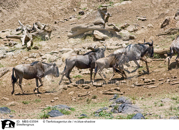 Streifengnus / blue wildebeests / MBS-03594